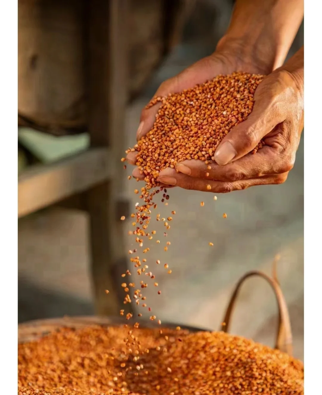 什么是高粱酒?高粱酒对身体有什么好处?