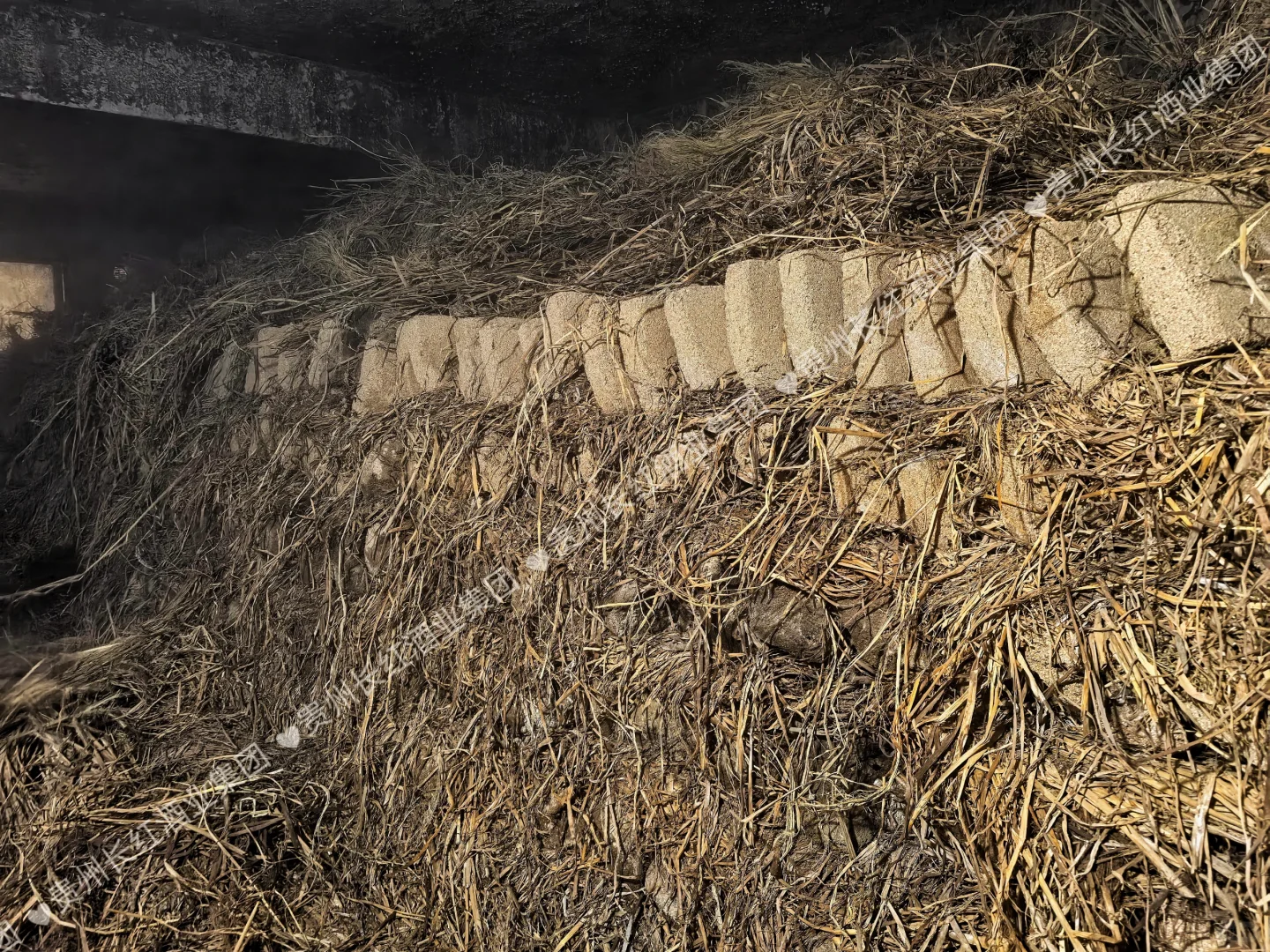 呜呜呜，大家说这些泥巴坨坨是什么？