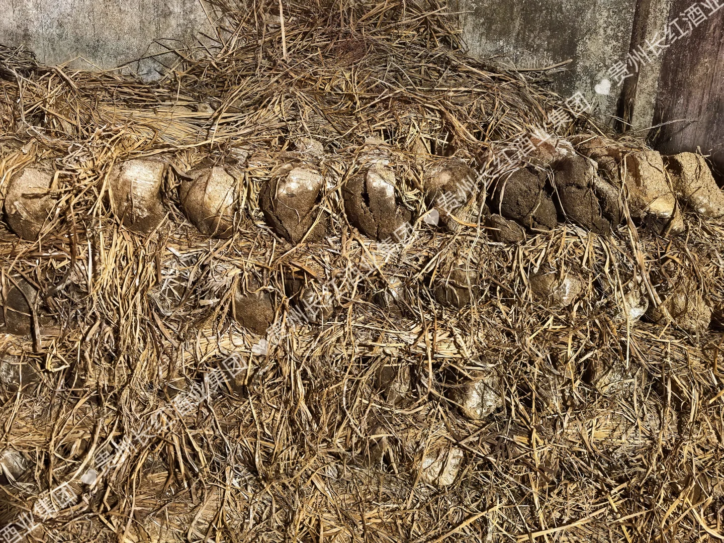 呜呜呜，大家说这些泥巴坨坨是什么？