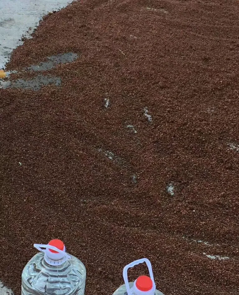 自酿高粱酒之蒸高粱