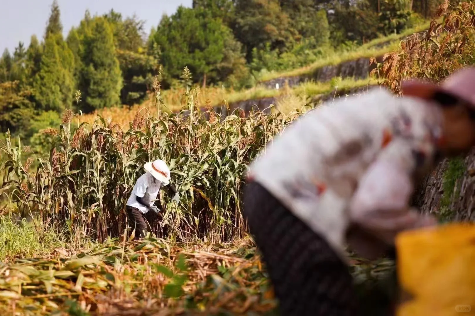 茅台镇酿酒用的高粱主要是红缨子高粱