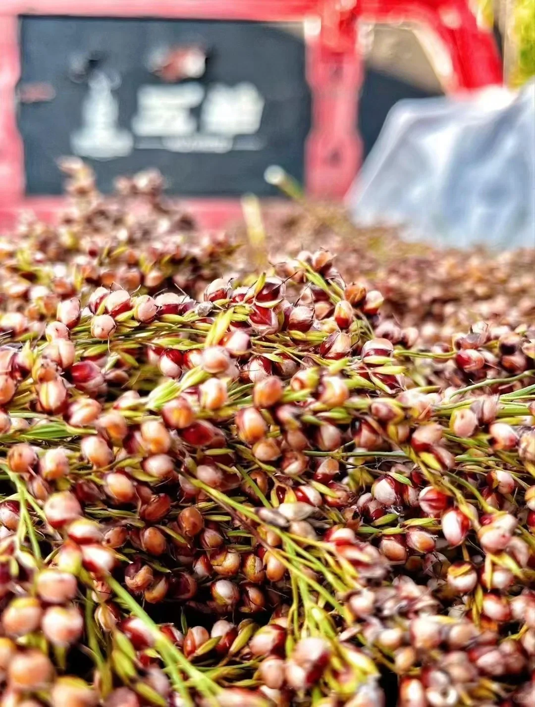 茅台镇酿酒用的高粱主要是红缨子高粱