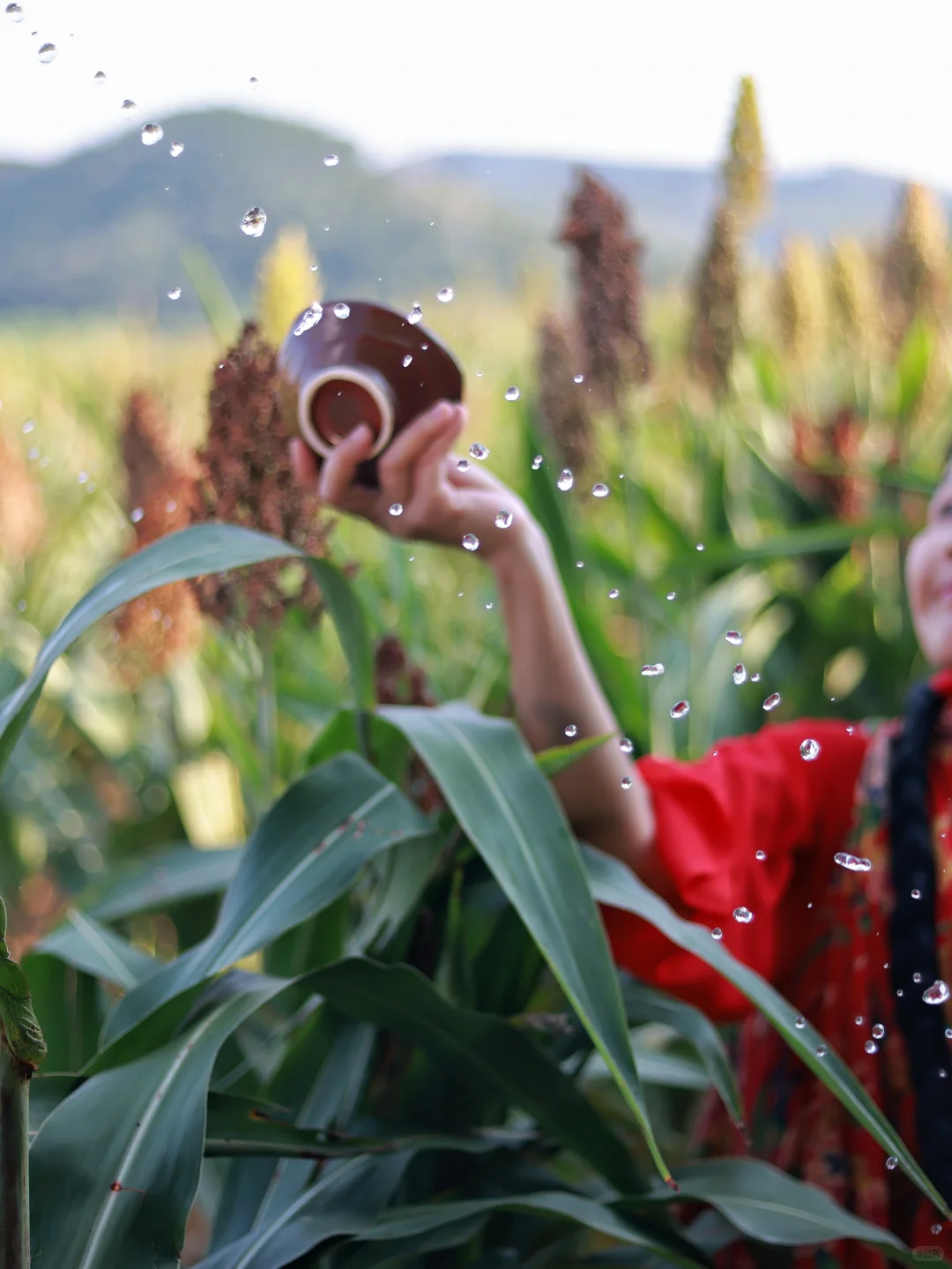 南宁的高粱红了