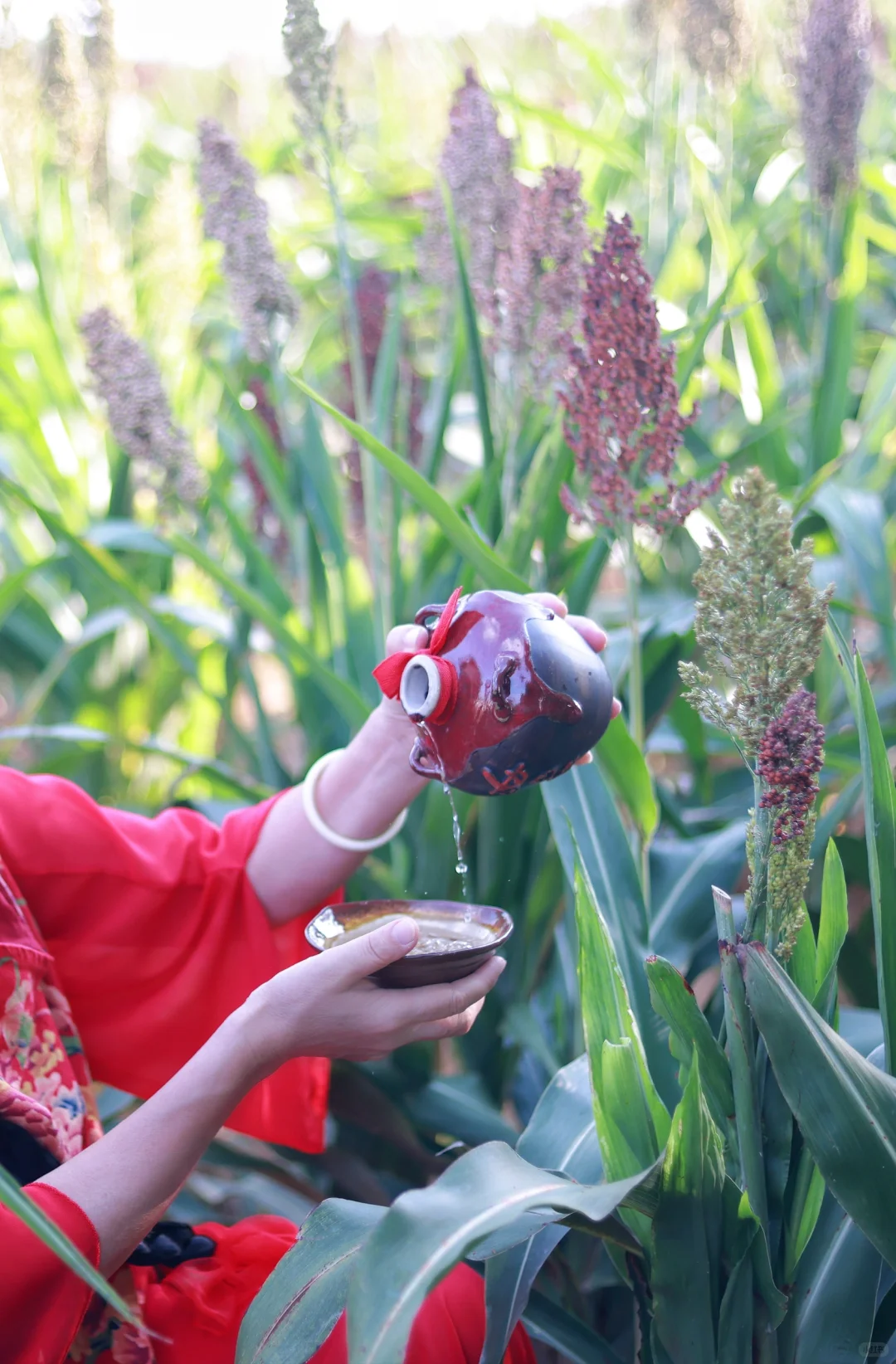 南宁的高粱红了