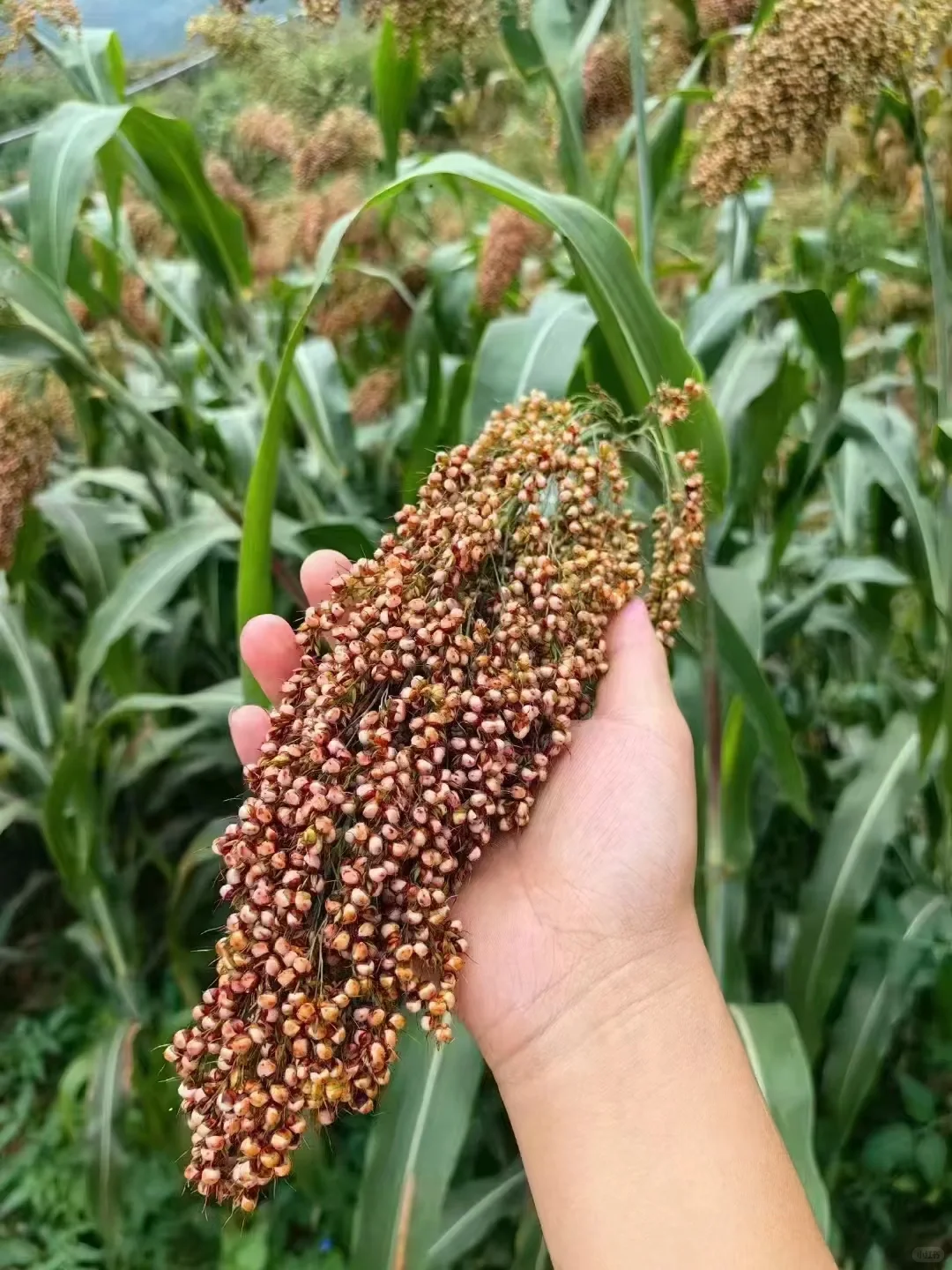 茅台镇酿酒用的高粱主要是红缨子高粱