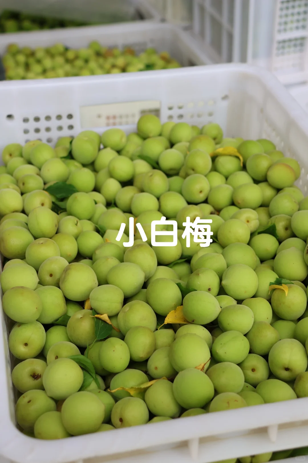 快来抄作业！教你泡出好喝不苦涩的青梅酒