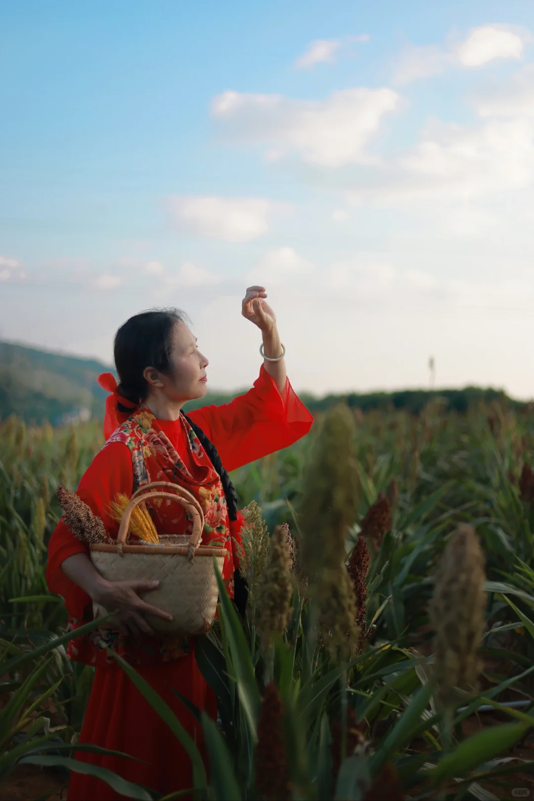 南宁的高粱红了