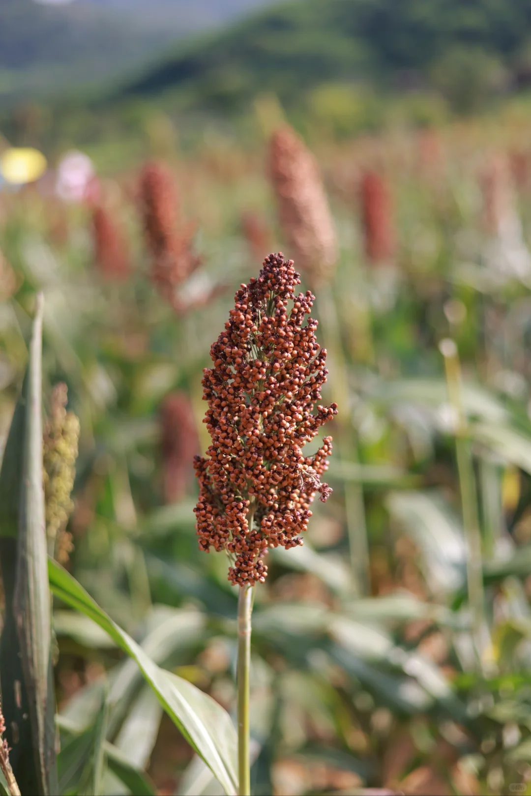 南宁的高粱红了