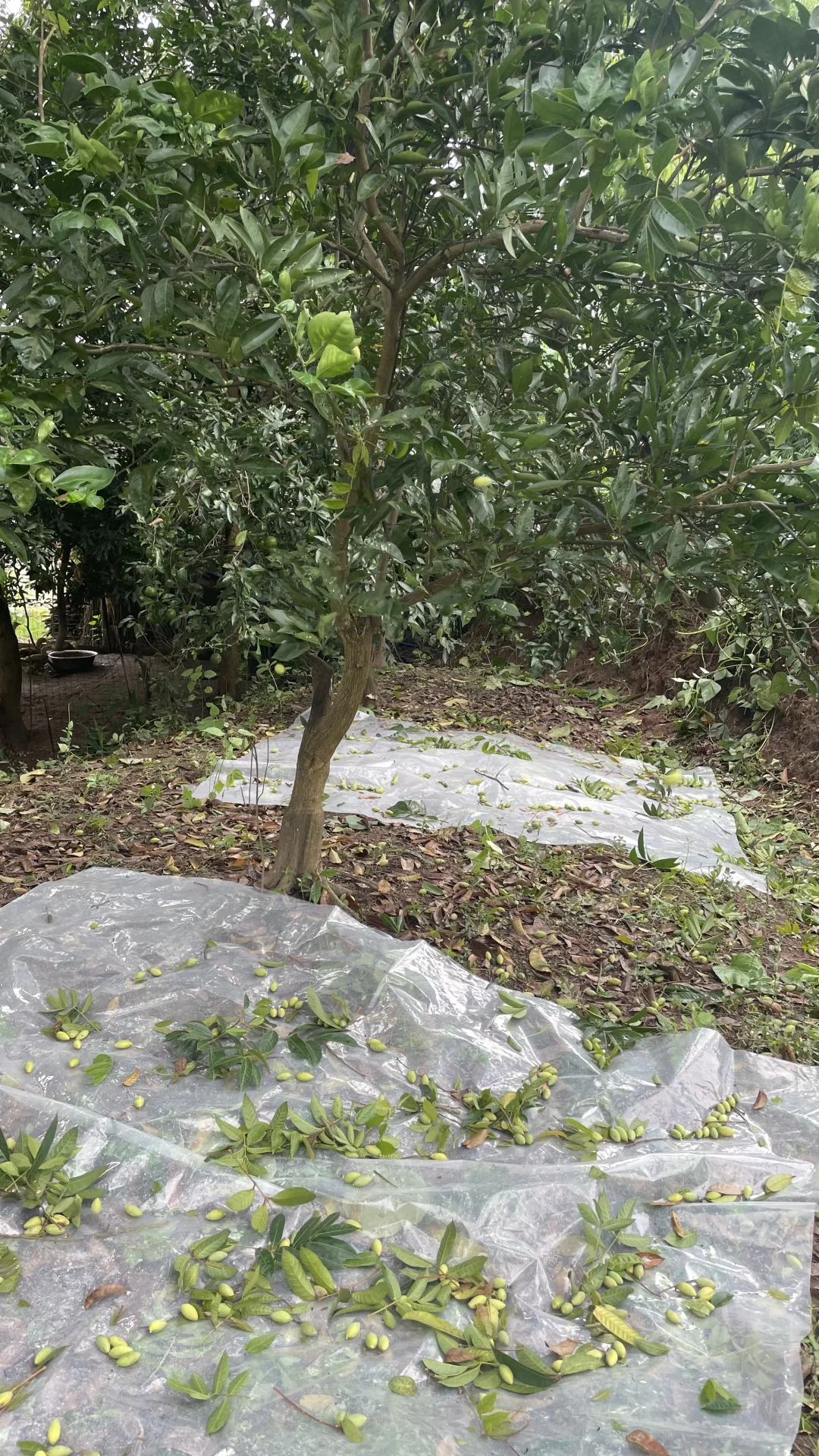 江津青果（橄榄）的日常食用方法