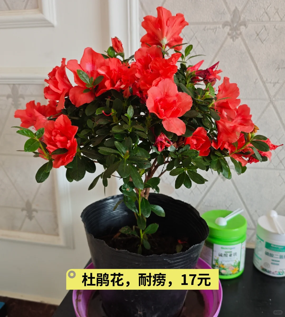 双沟大曲金奖、洋河老天蓝和我的杜鹃花