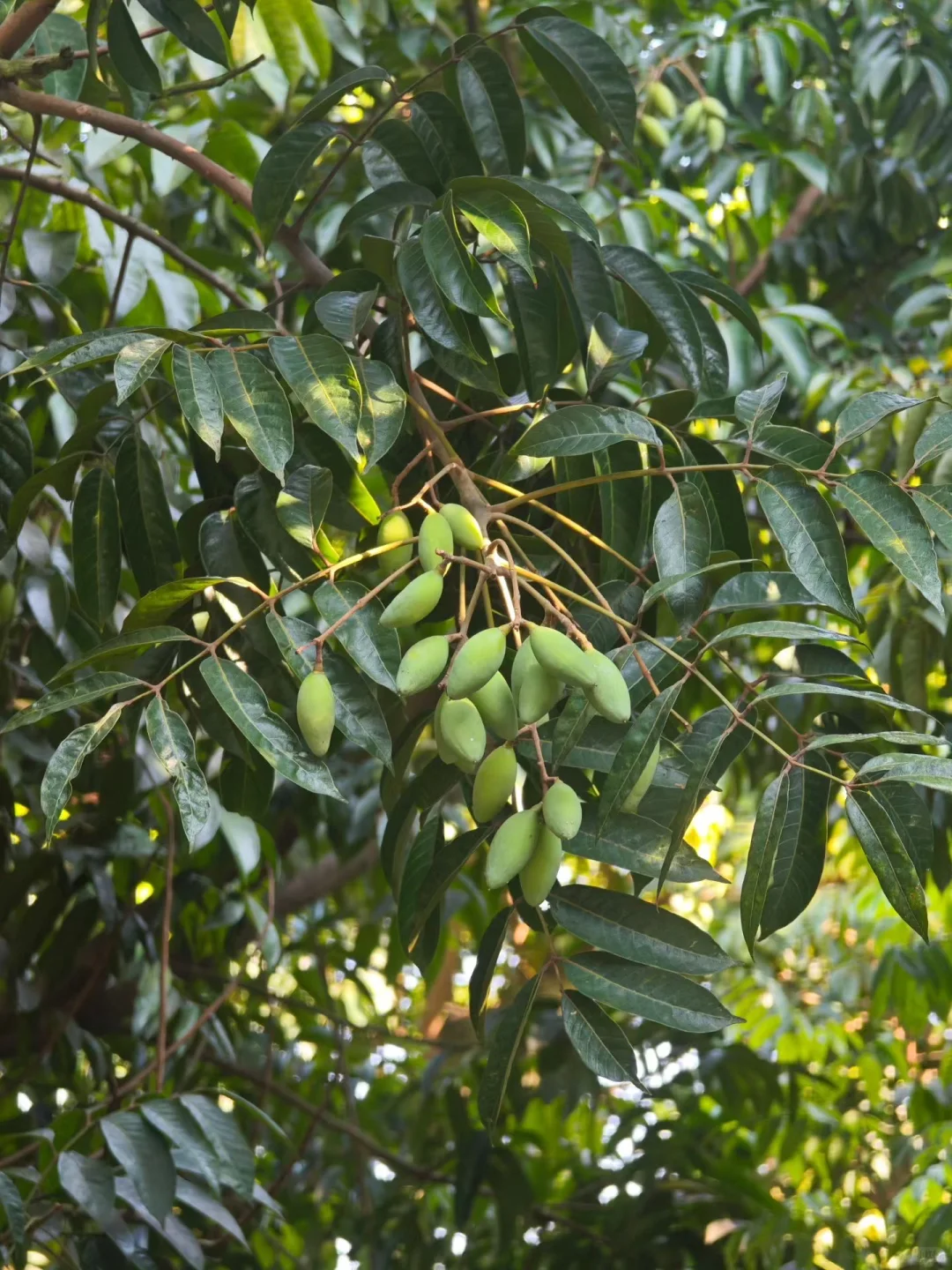 江津青果（橄榄）的日常食用方法