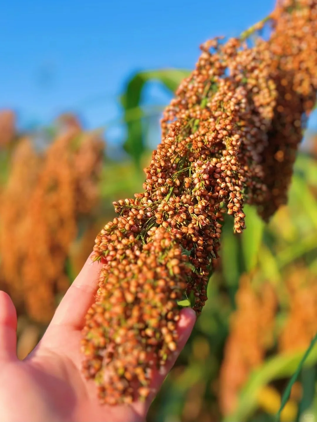高粱是春天的期盼，酒是高粱做的的诗