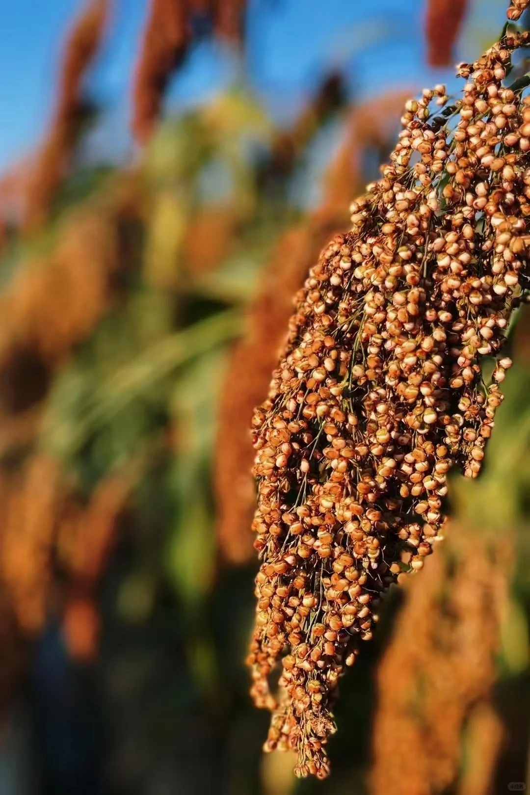 茅台镇酿酒用的高粱主要是红缨子高粱
