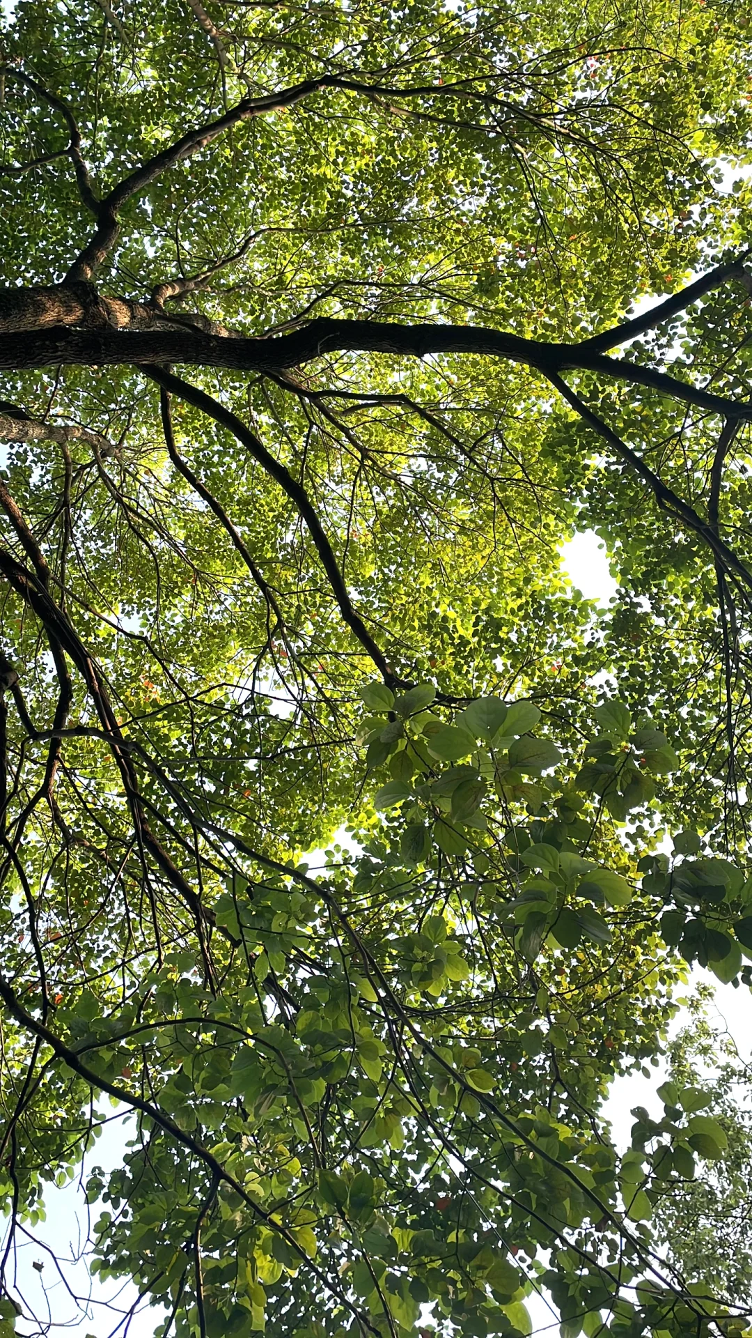 坚持两个月，眼睛度数真的下降了