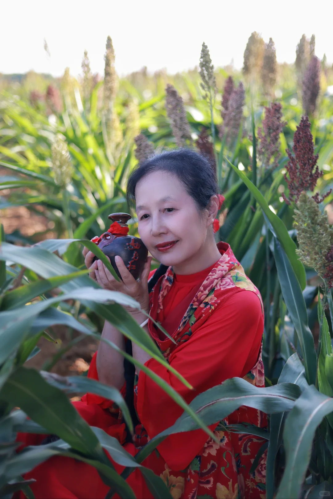 南宁的高粱红了