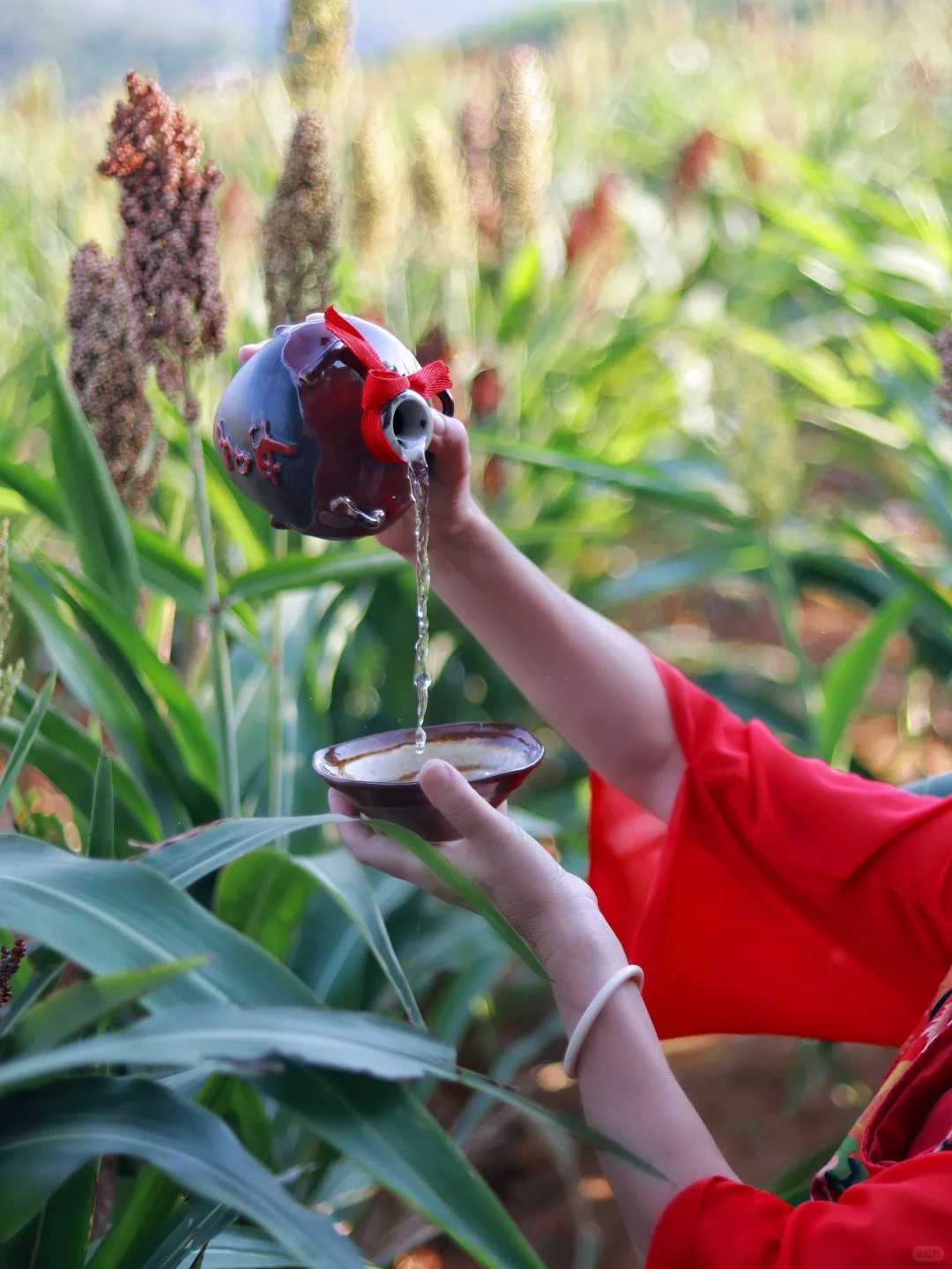 南宁的高粱红了