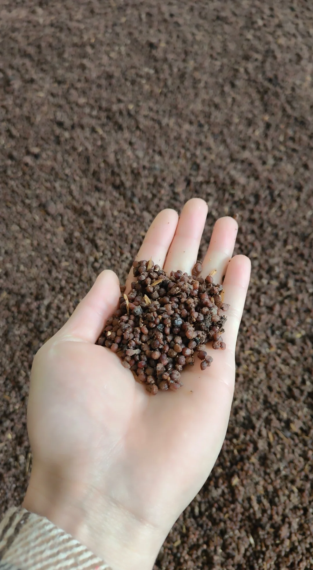 怎样让一粒高粱变成一滴酒