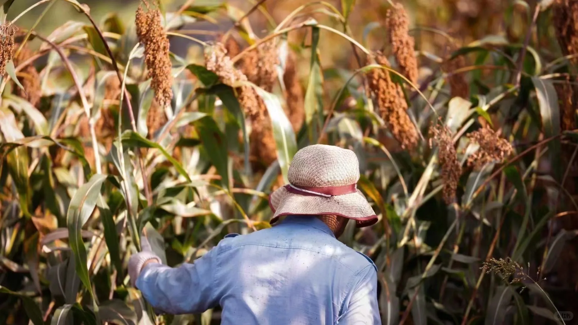 茅台镇酿酒用的高粱主要是红缨子高粱