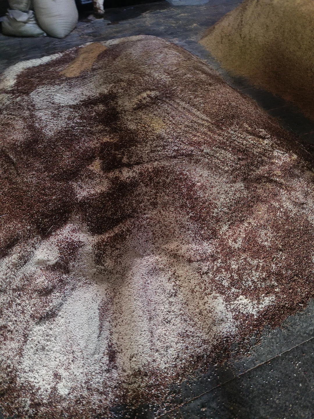 参观保定刘伶醉 酿酒过程