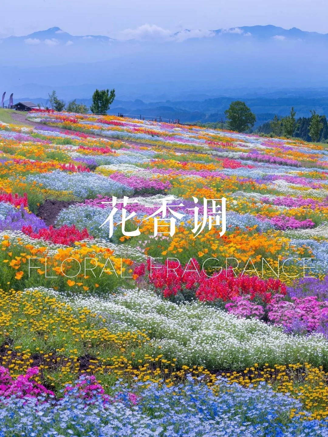 赶时间进：一分钟找到你的本命香！