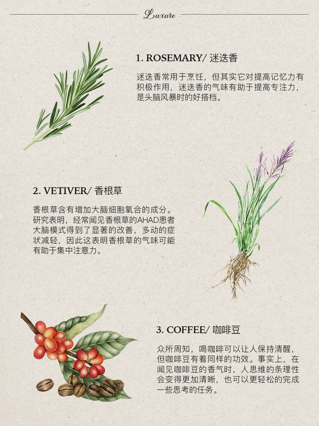 自然疗愈｜十二种能提升能量的香味