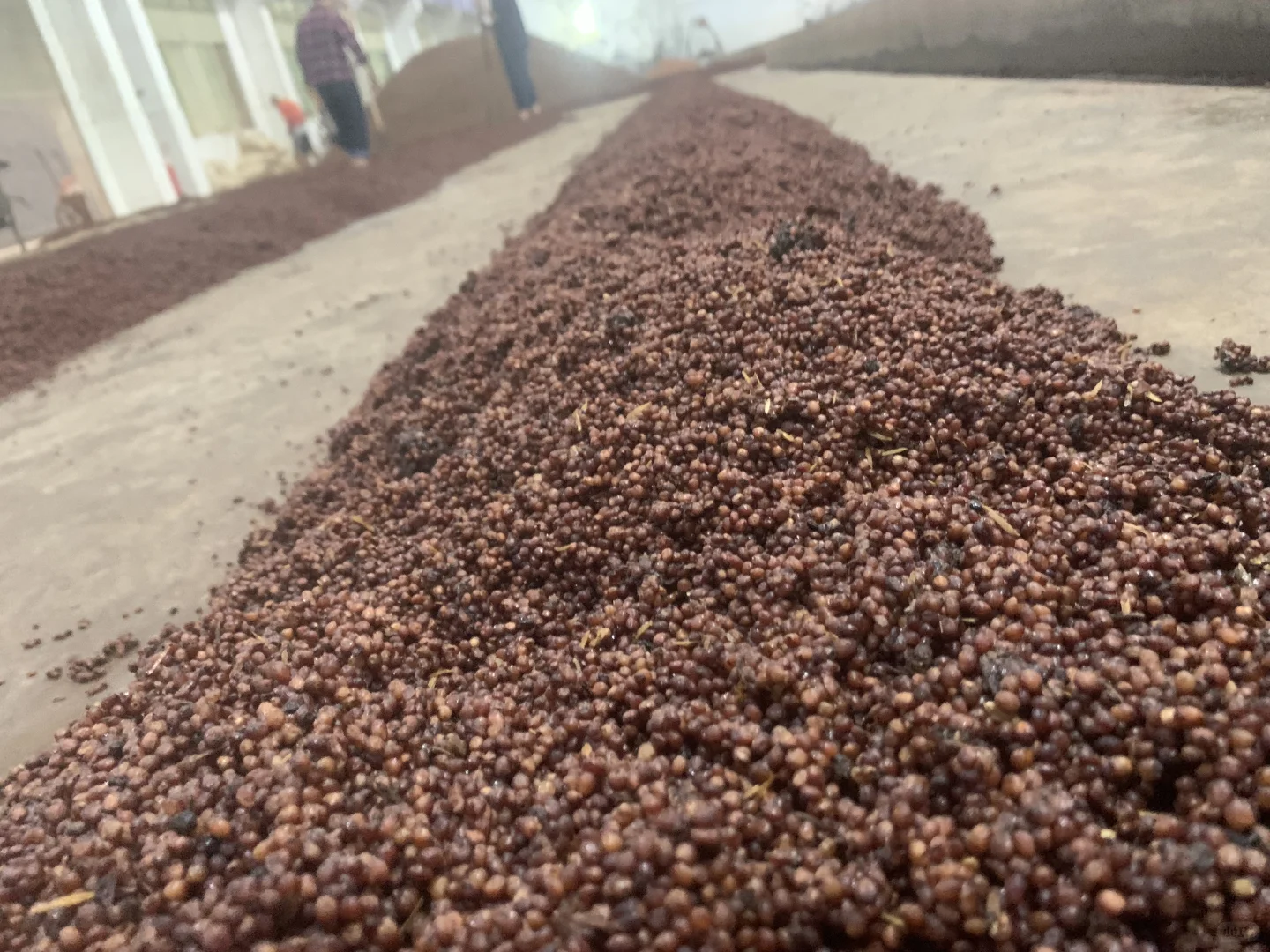 9️⃣还是坤沙好,就是难买到