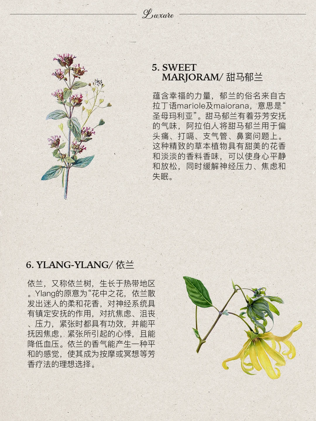 自然疗愈｜?种帮你放松的舒缓香味