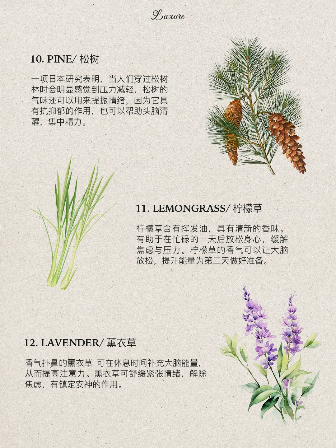 自然疗愈｜十二种能提升能量的香味