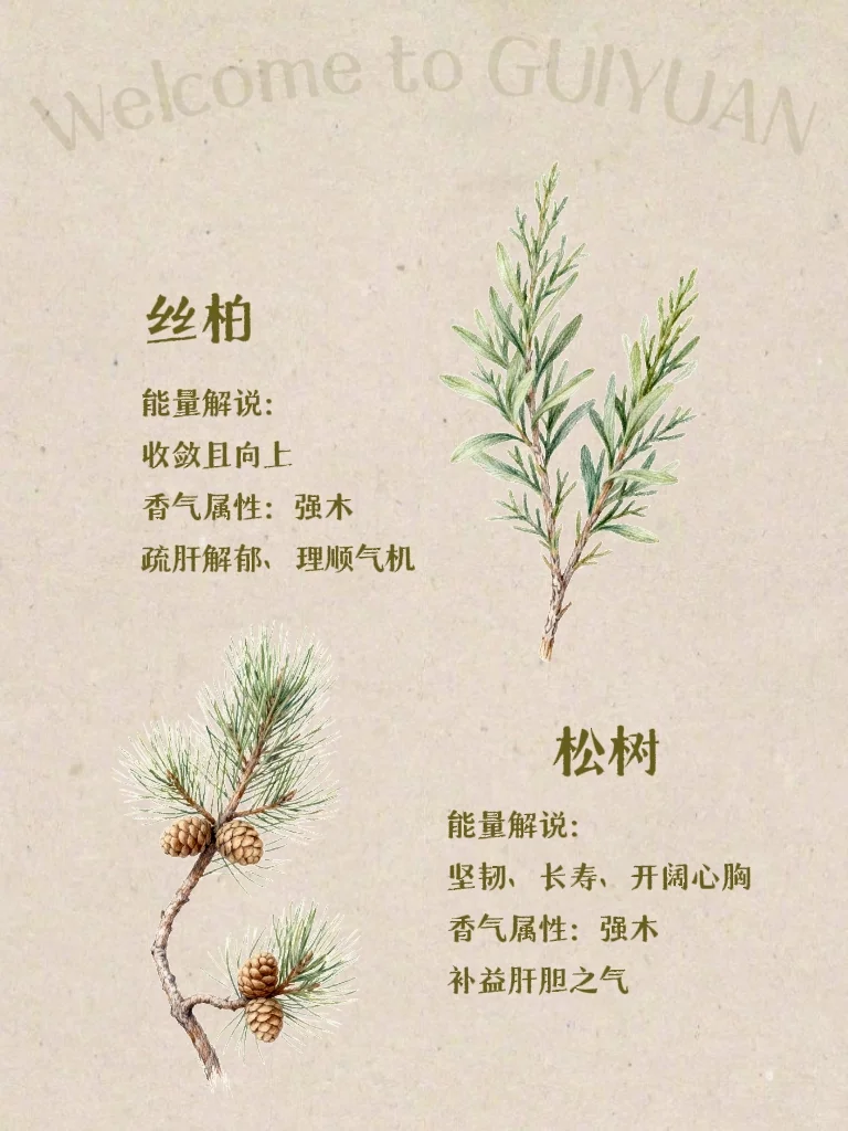 五行×香气｜喜木之人适合的香气