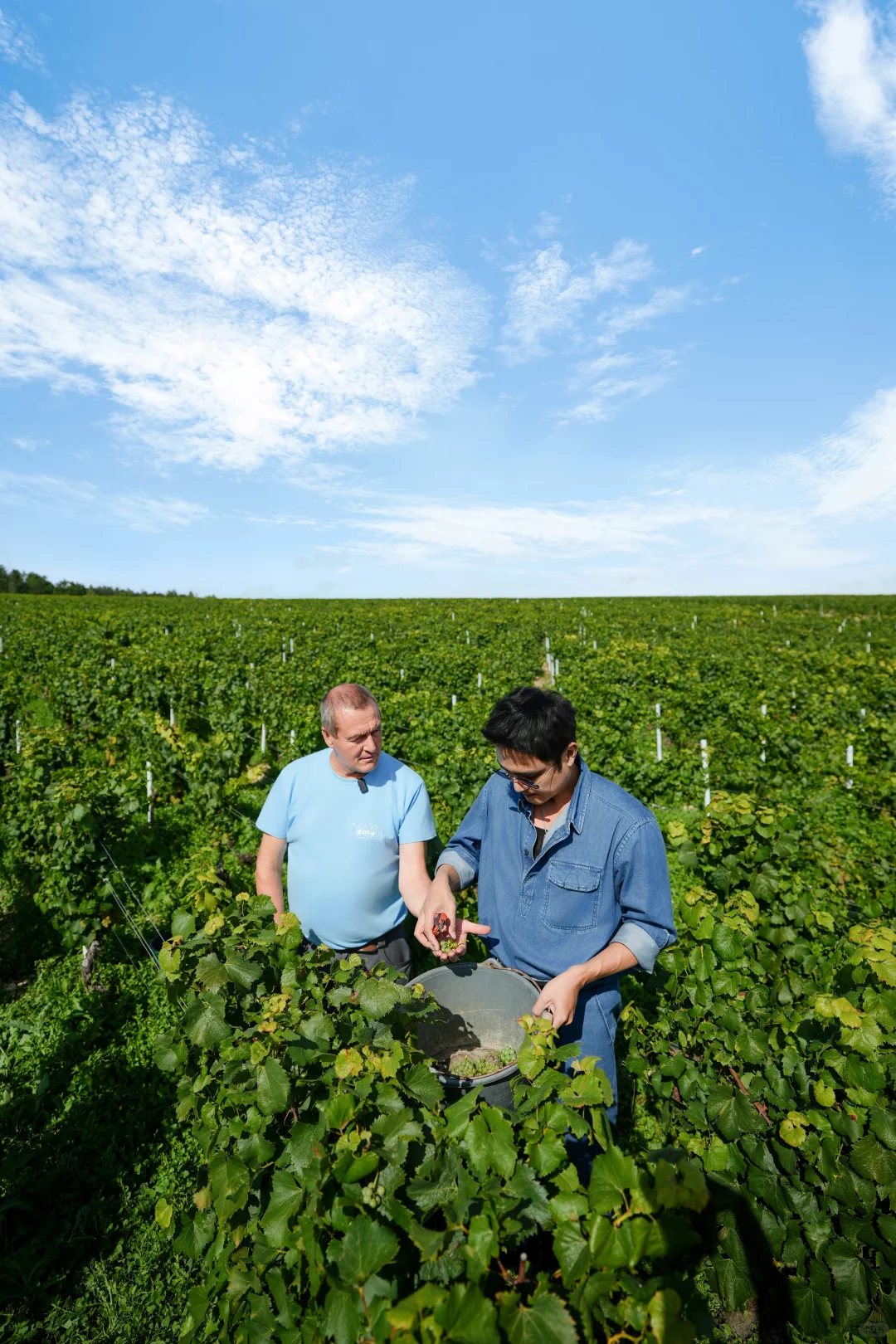 美好的一年｜在勃艮第，我尝到了风土的味道