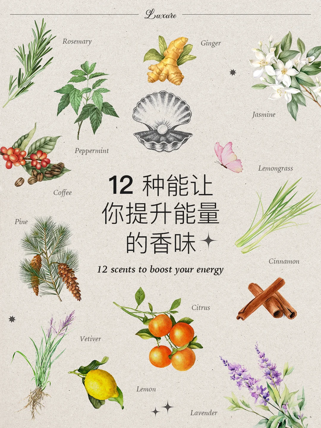 自然疗愈｜十二种能提升能量的香味