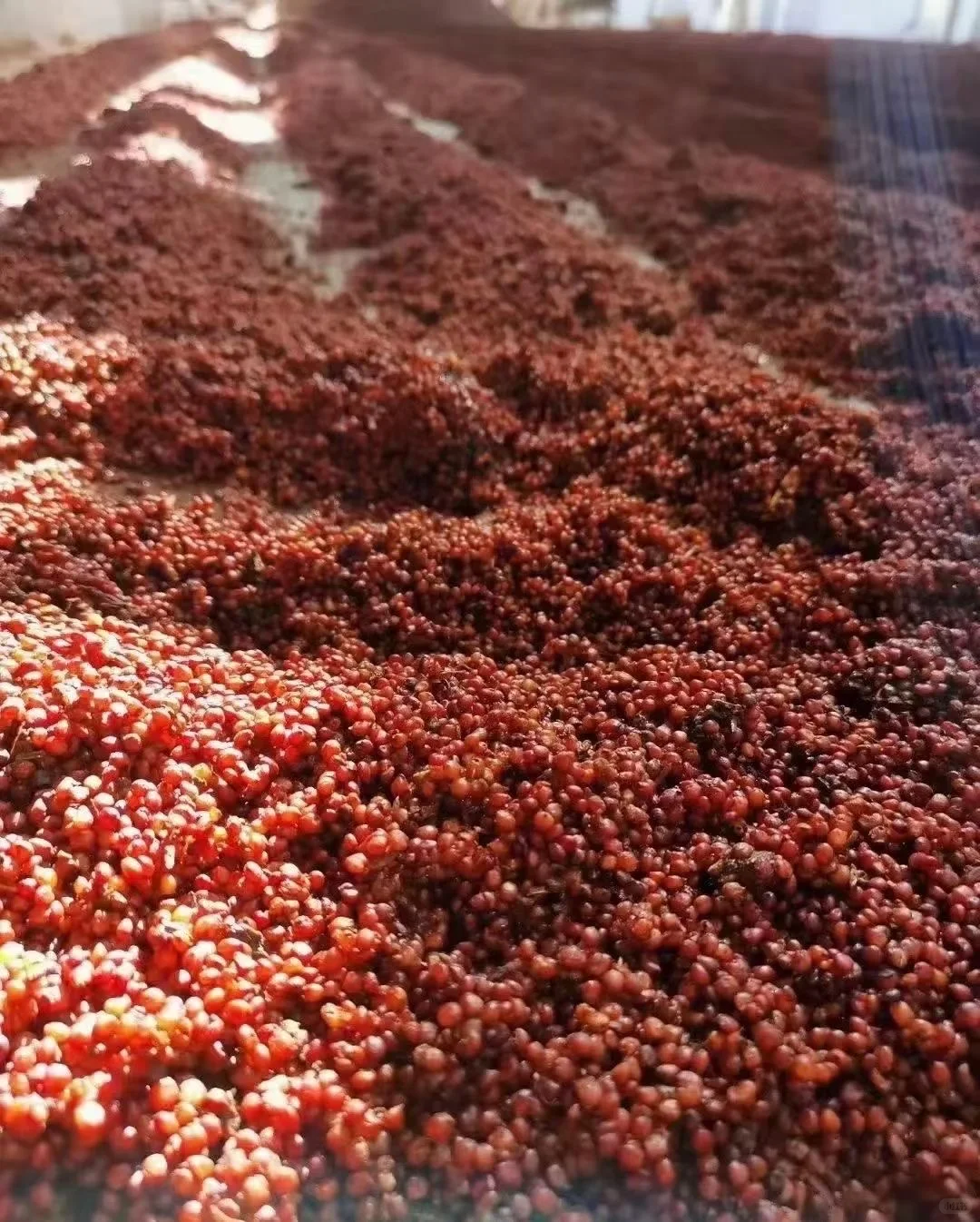 ?大学师妹力推!被金酱惊艳了!太上头了!