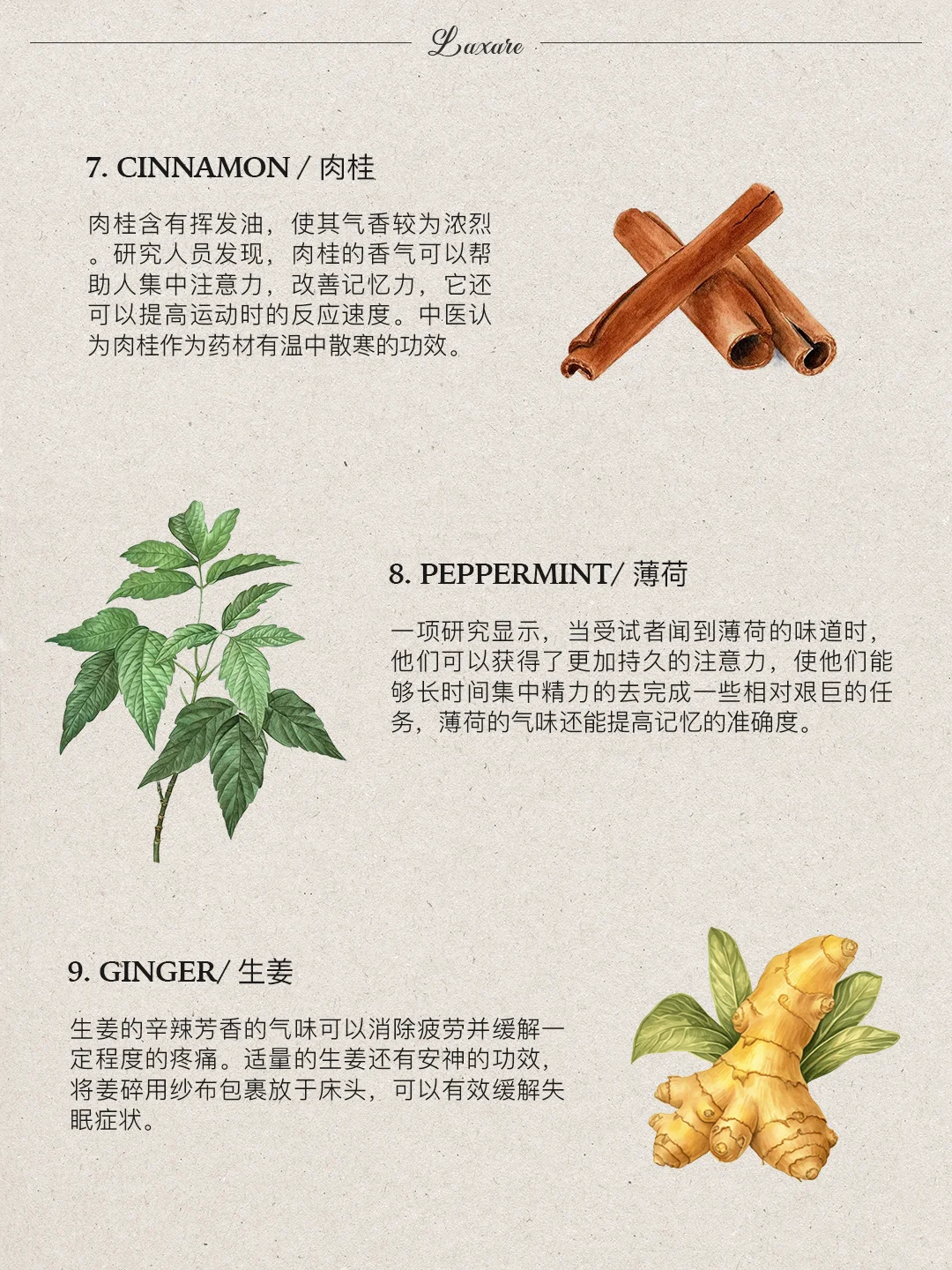 自然疗愈｜十二种能提升能量的香味