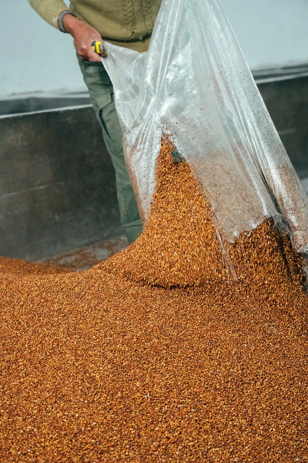 酿酒第一步：粉碎高粱