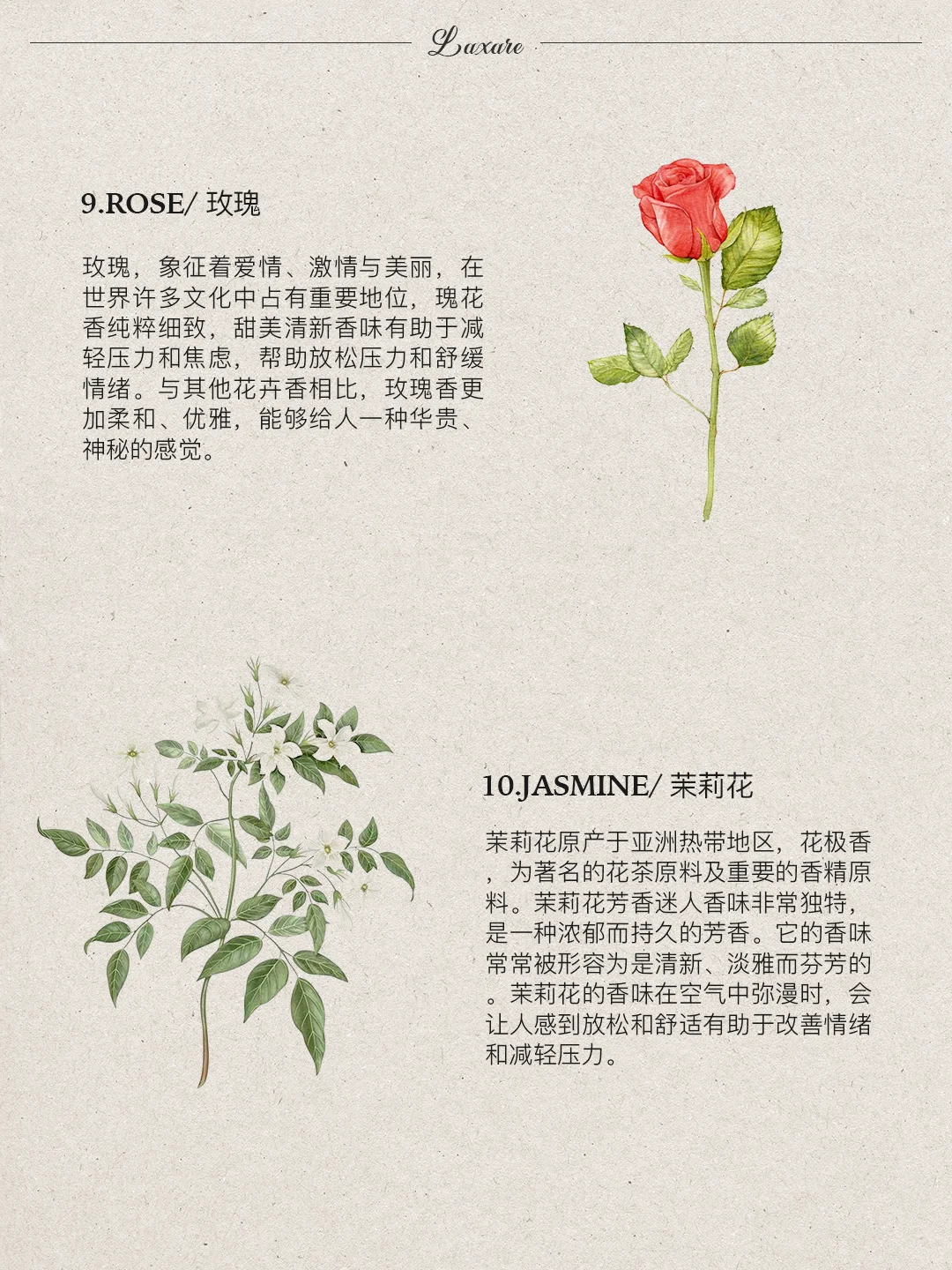 自然疗愈｜?种帮你放松的舒缓香味