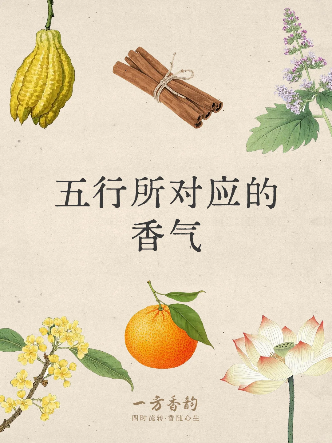 香文化｜五?所对应的植物香气