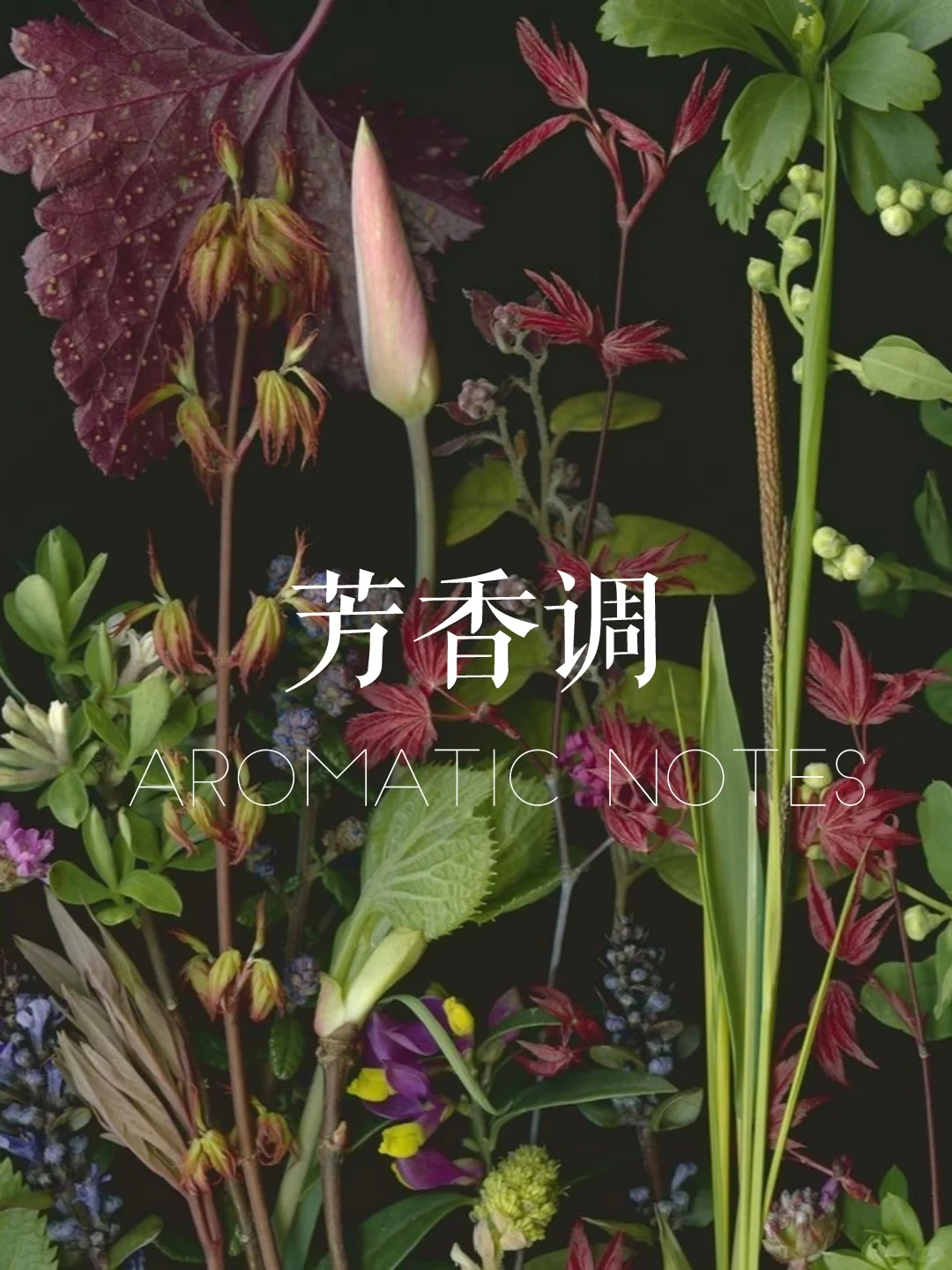 赶时间进：一分钟找到你的本命香！