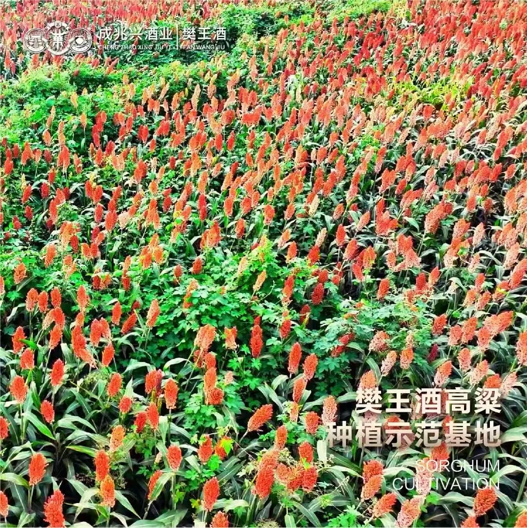 原来清香型白酒的“干净感”，全靠这几种粮食