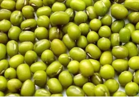 走进绿豆大曲 绿豆大曲是如何做到酒好喝