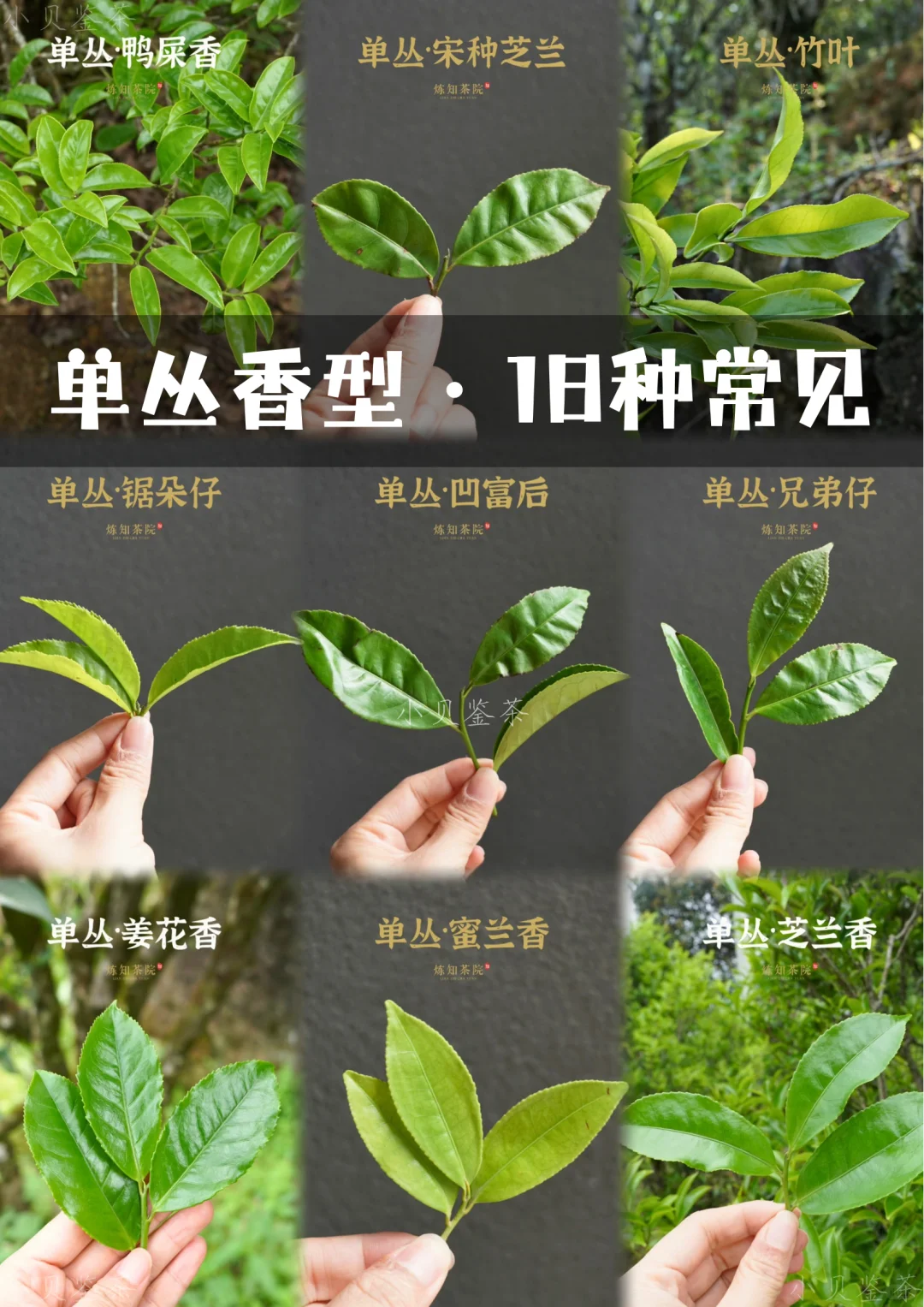 知识帖|凤凰单丛香型分类(完整版)