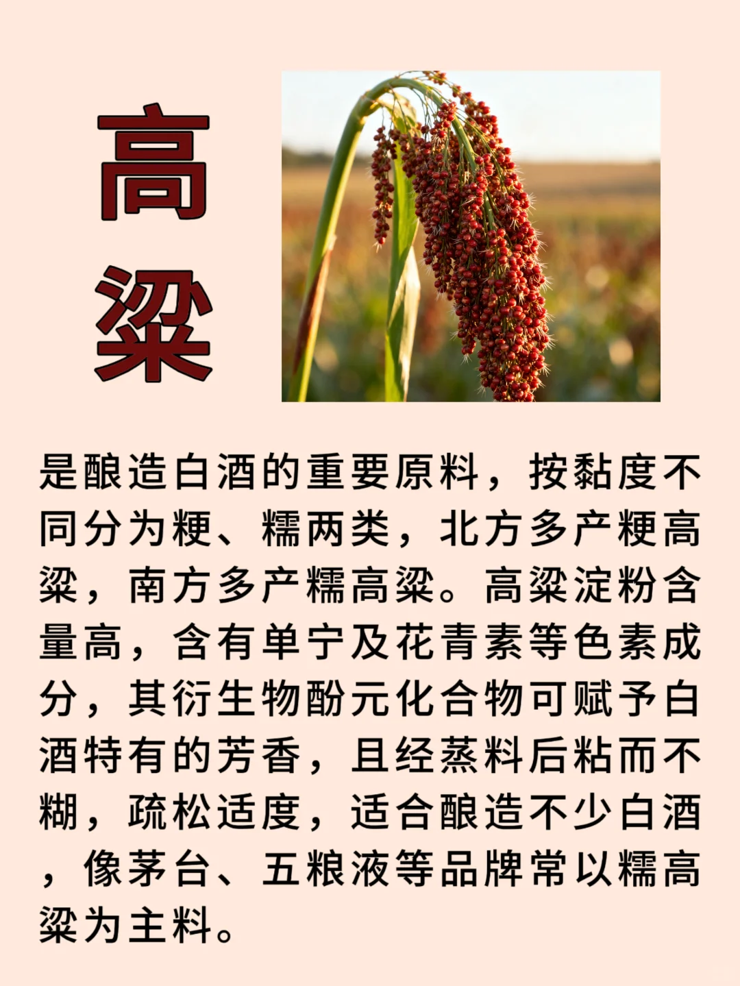 粮为酒之父，常见的白酒酿造原料