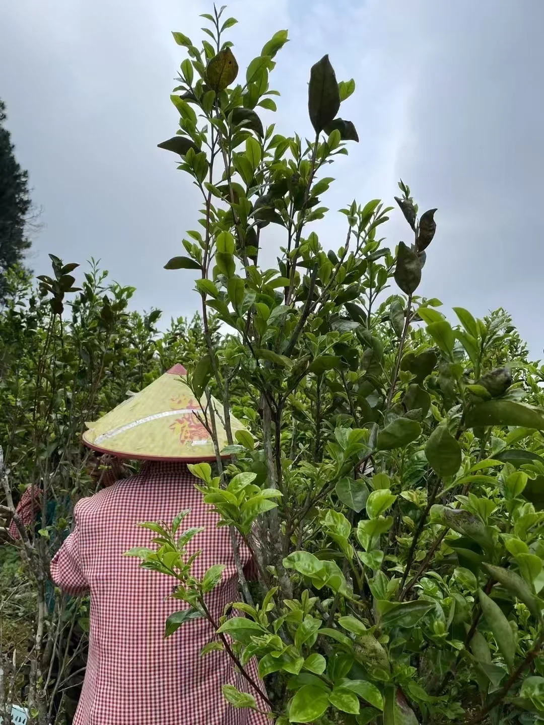 贡香是特色香型，“贡”是“窨”、“冲”之意。