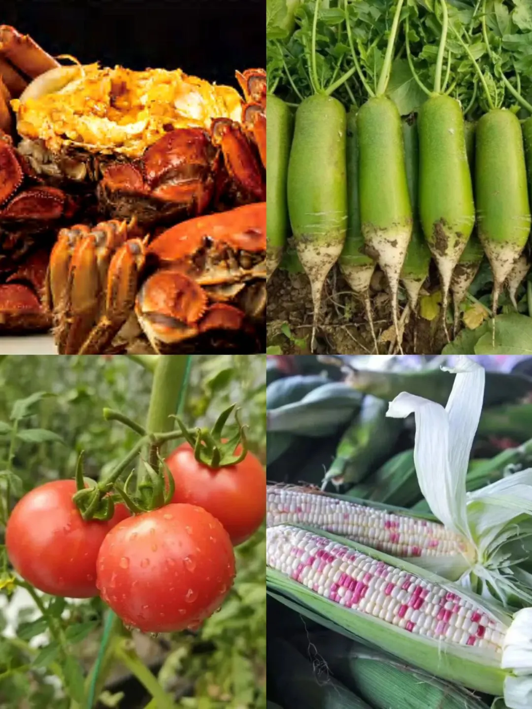 22届农交会，3天不重样的逛吃狂欢来了！