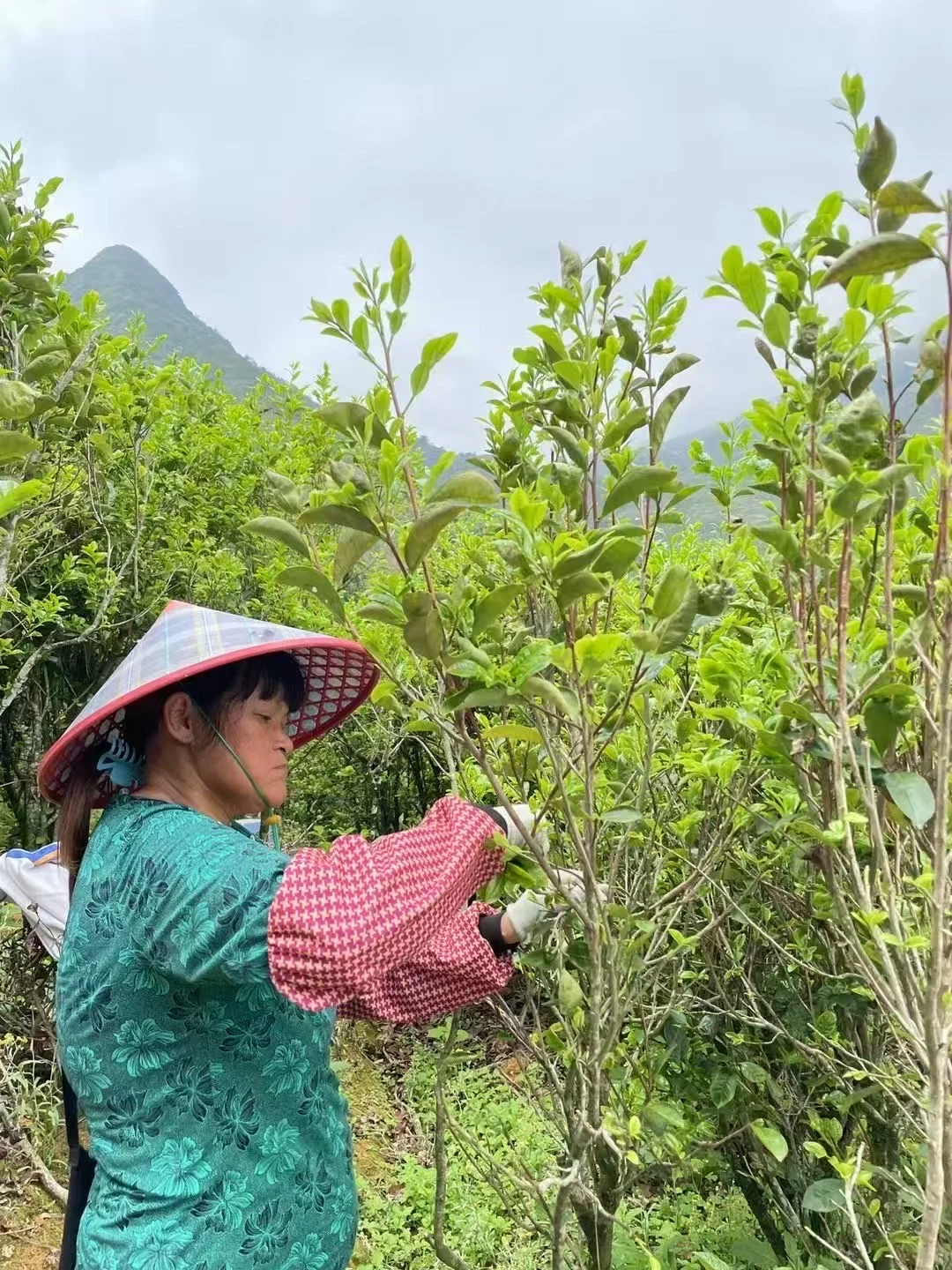 贡香是特色香型，“贡”是“窨”、“冲”之意。