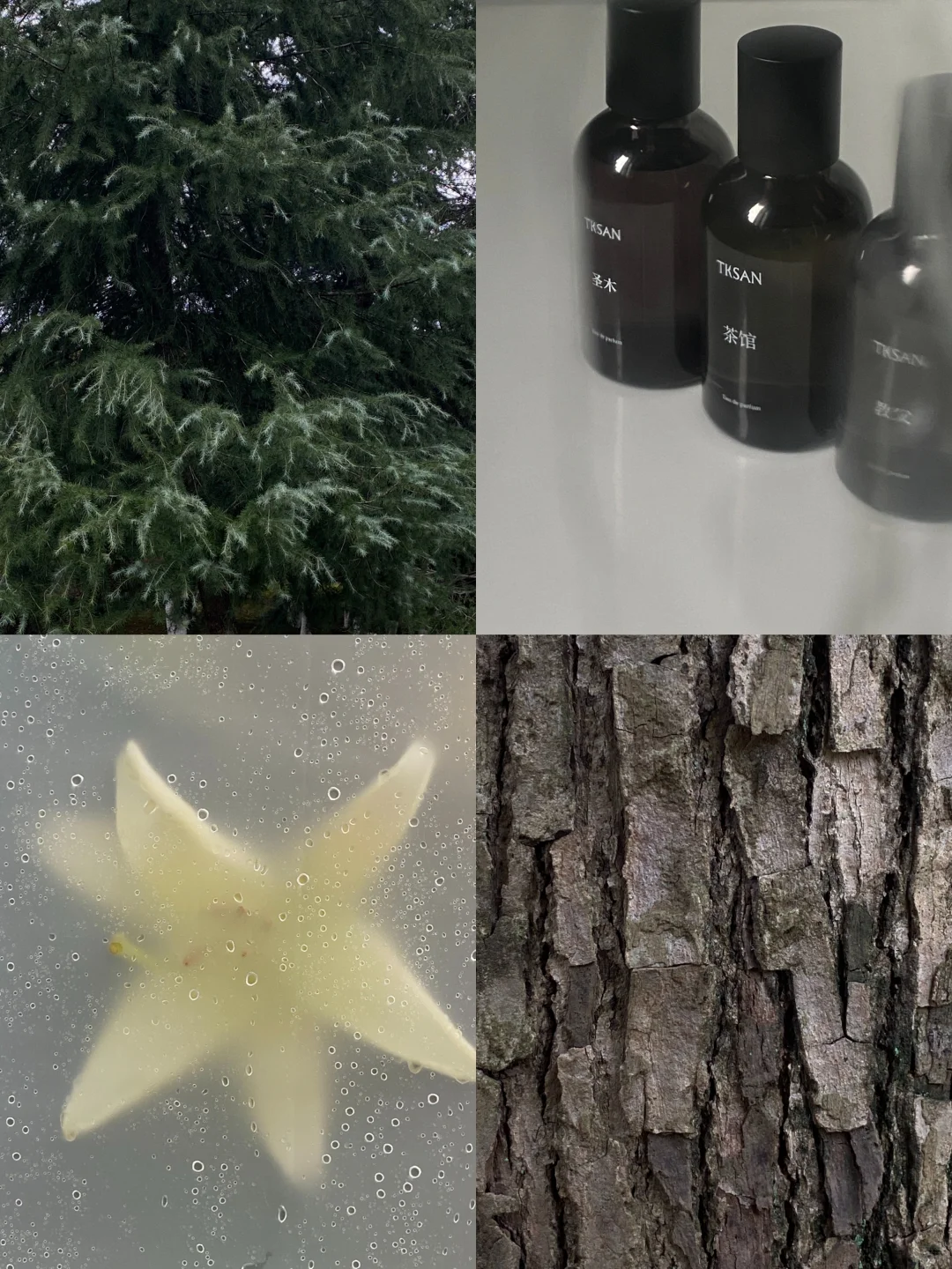 “i人无法拒绝的木质调香水”