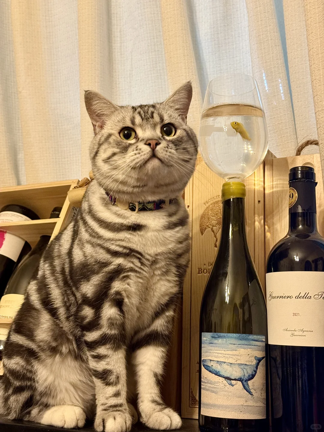 世界的风味，西安的酒渡。