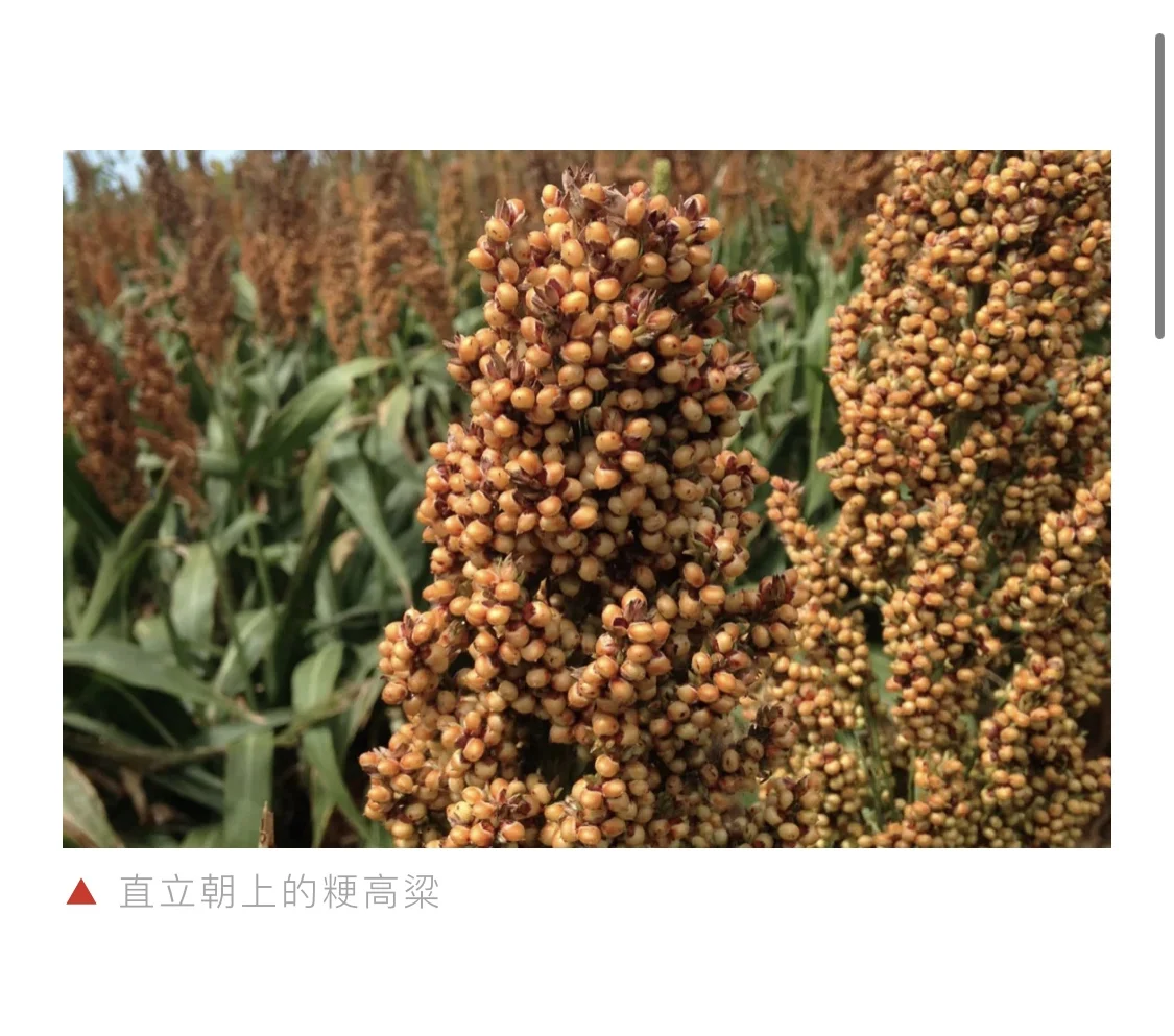 “举头”之间，相差万里：南糯北粳的高粱之