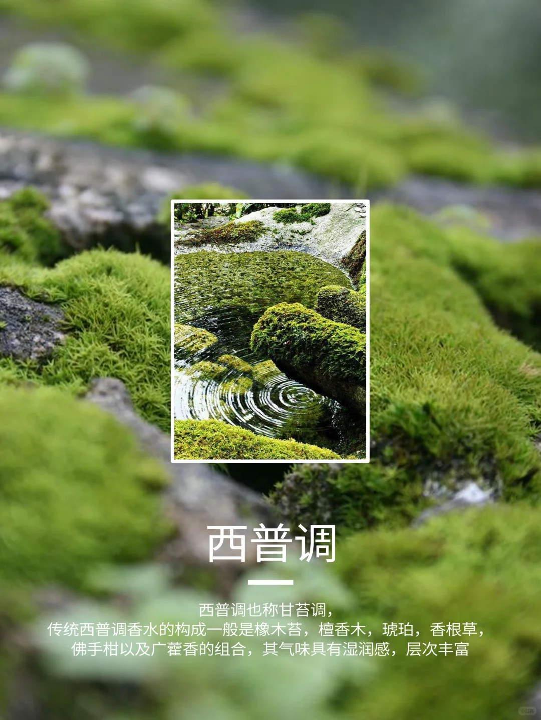 闻香小课堂?香调分类你了解吗