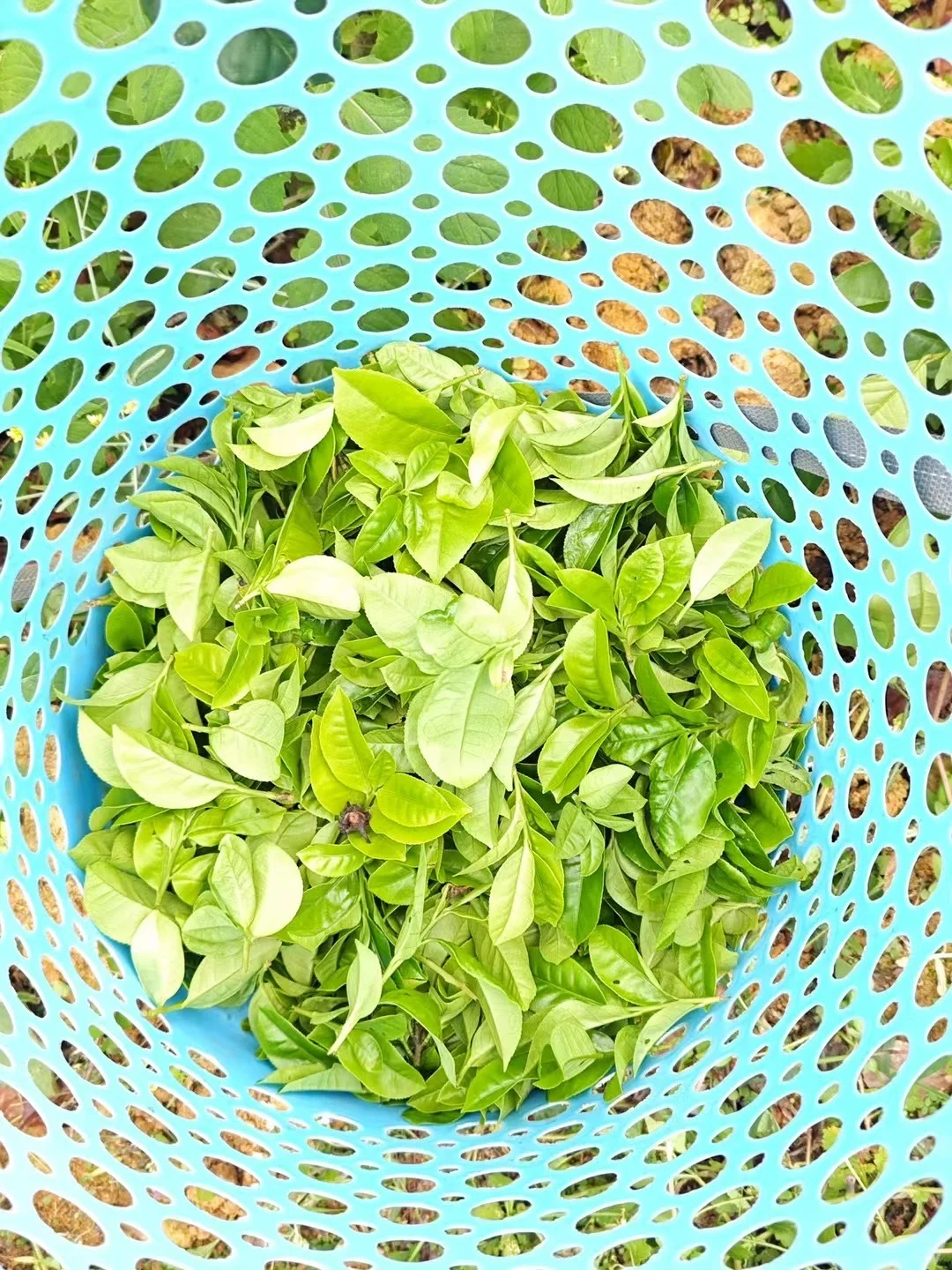 贡香是特色香型，“贡”是“窨”、“冲”之意。