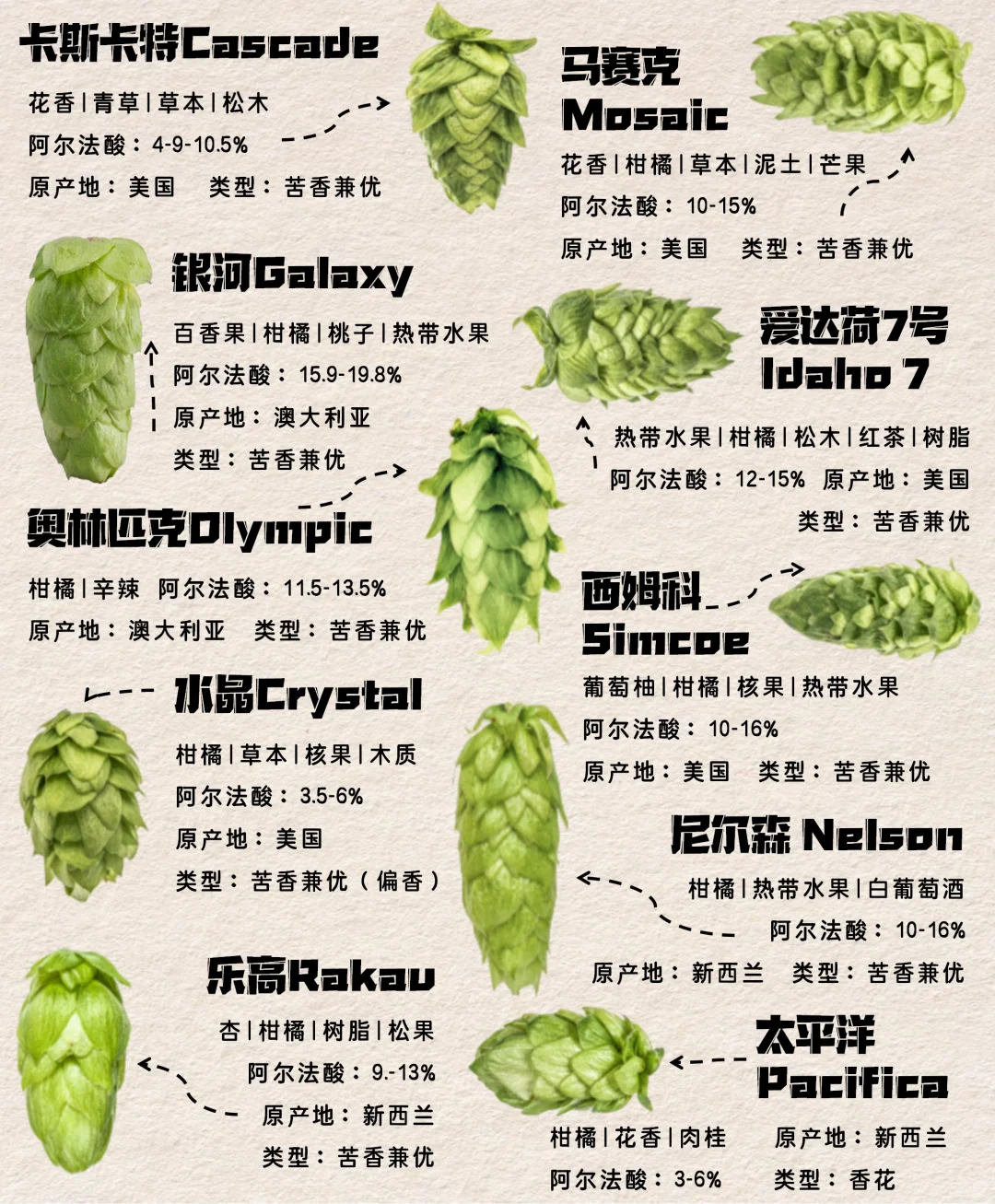 啤酒花图鉴！喝懂精酿第一课